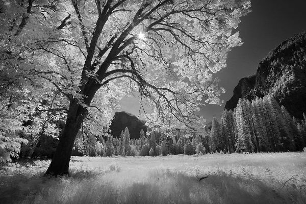 Jones, Adam 아티스트의 Yosemite Valley in infrared black and white-Yosemite National Park-California작품입니다.